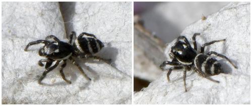 Réf. 249 919 : Salticus propinquus